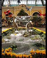 Bellagio's Conservatory & Botanical Gardens