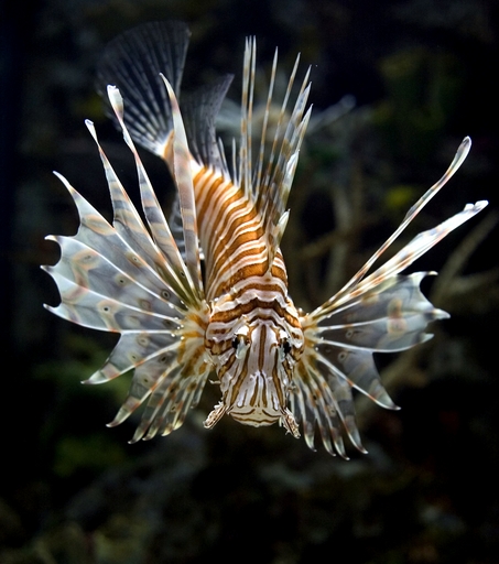 A lionfish at Shark Reef